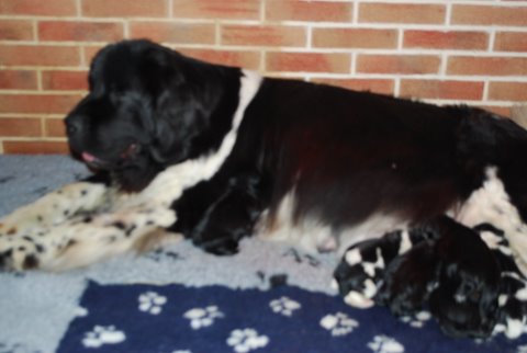 Oukaya forever Cherry pie