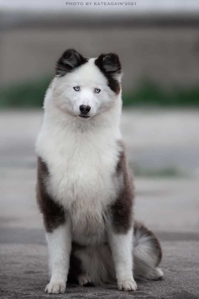 CH. syrdyk sulus Dalbar