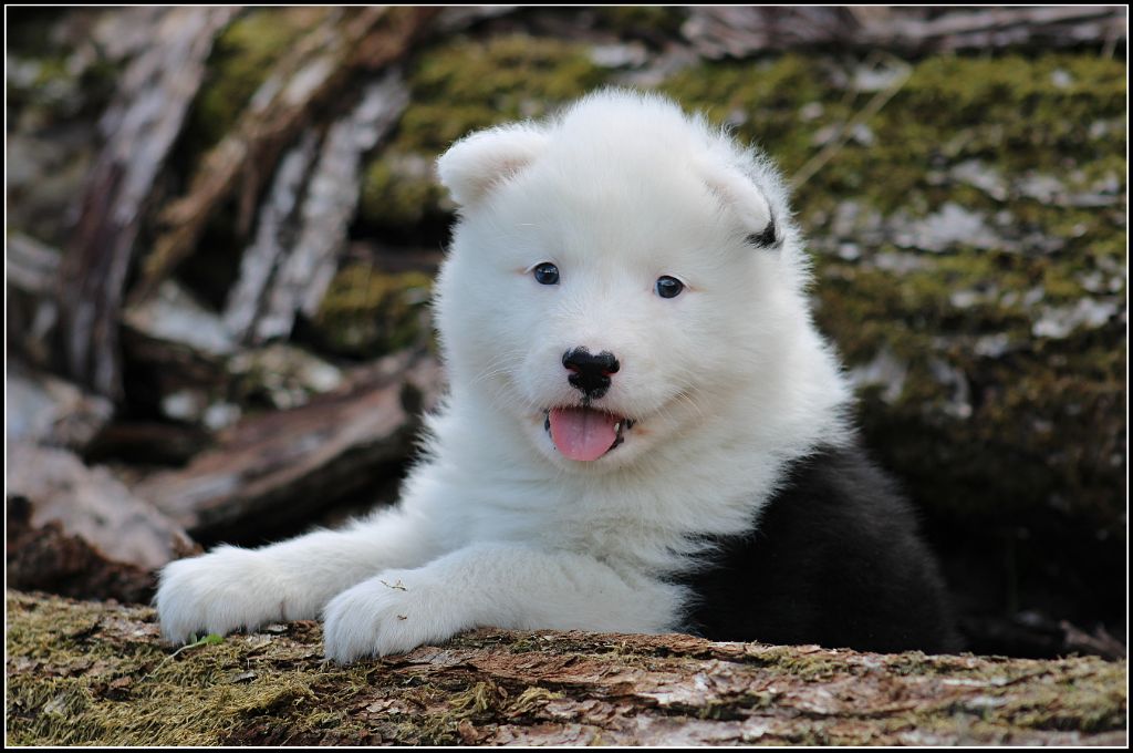 Chiots disponibles !