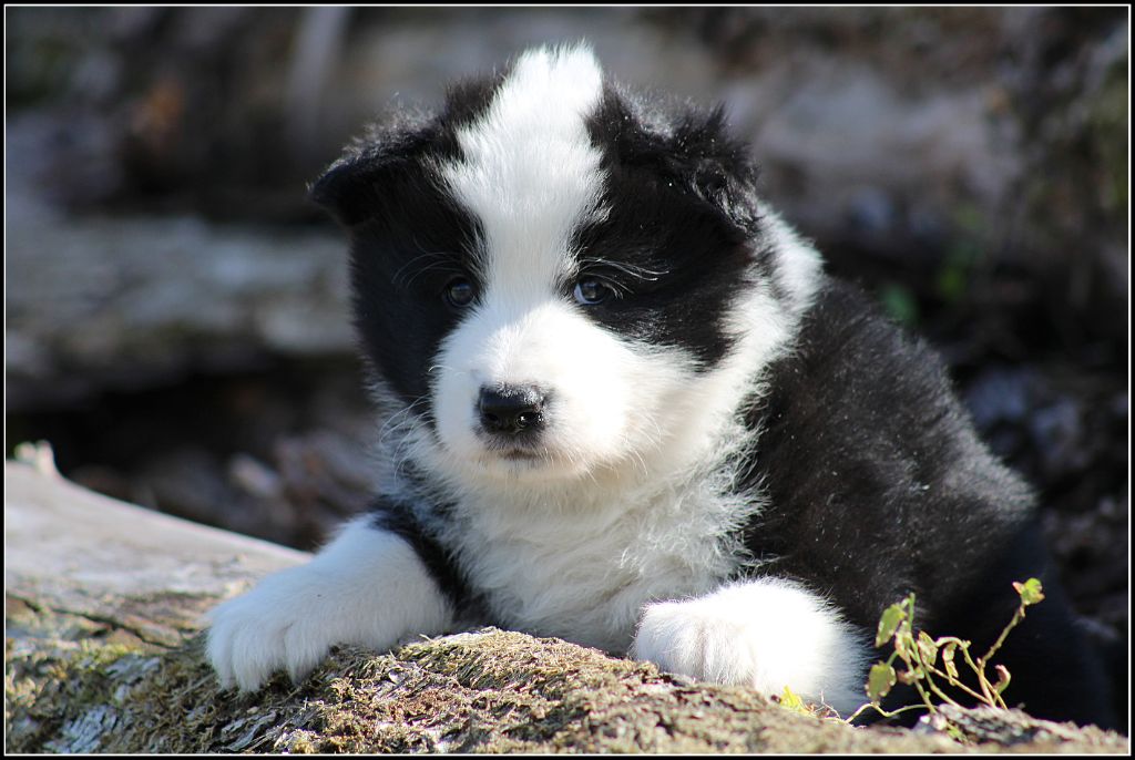 Oukaya forever - Chiots disponibles - Laika de iakoutie