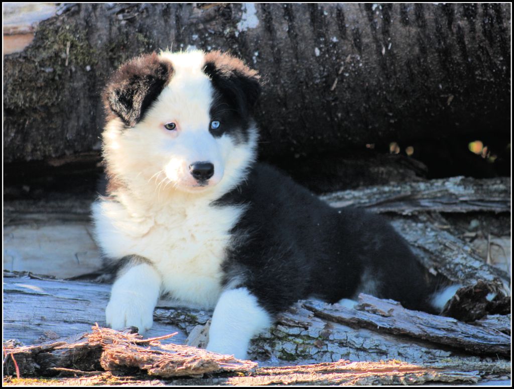 Oukaya forever - Chiots disponibles - Laika de iakoutie